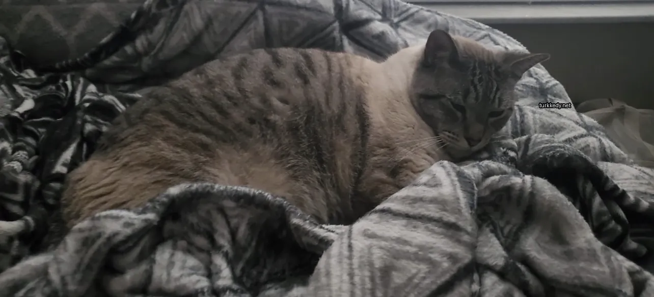 Gri ve beyaz bir kedi bir çarşaf üzerinde yatıyor.