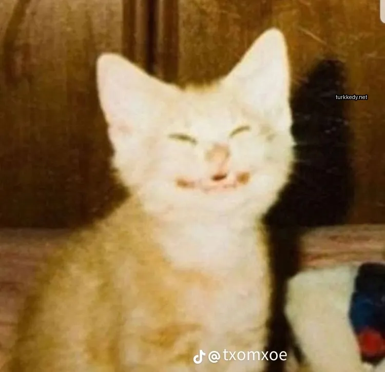 Kırmızımsı beyaz bir kedi, yüzünde bir gülümseme ile.