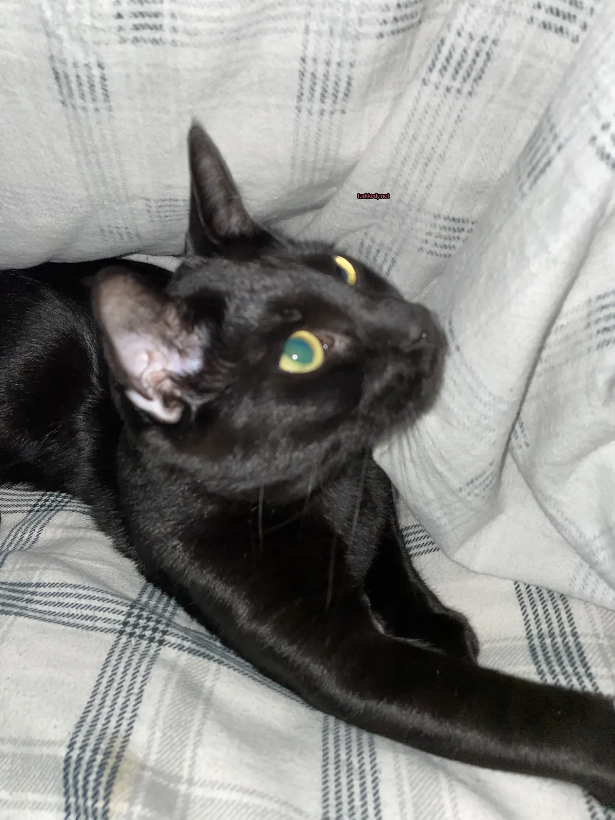 Siyah bir kedi mavi bir örtüde yeşil ve sarı gözleriyle yatıyor.