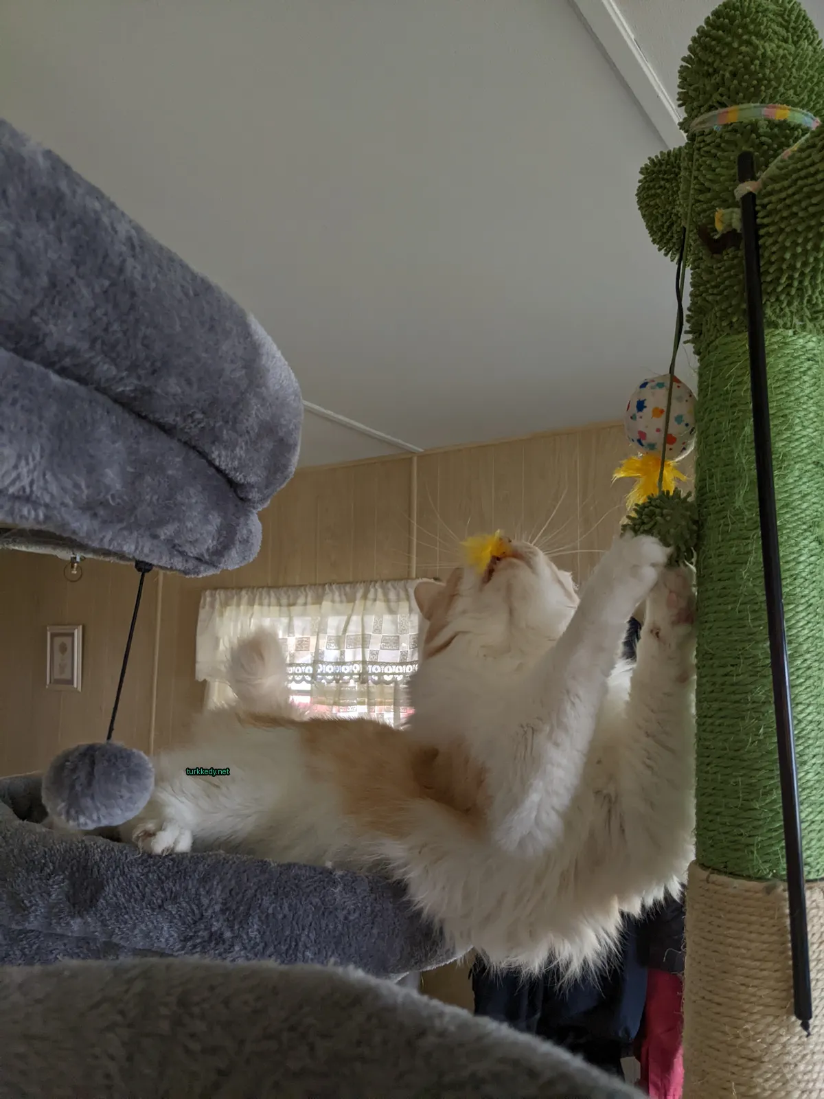 Beyaz ve turuncu bir kedi, kedi ağacının tepesine pençelerini uzatıyor.