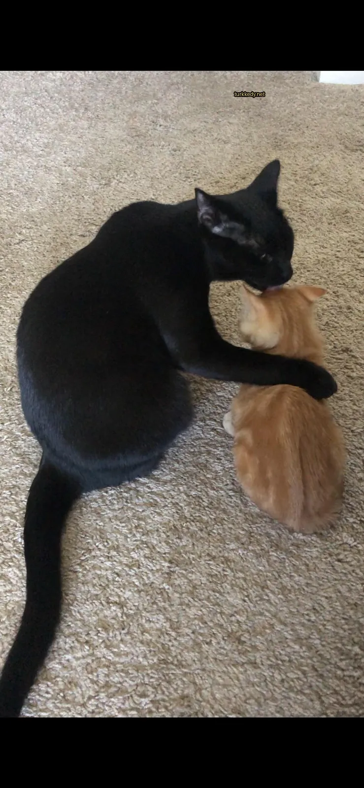 Siyah bir kedi, küçük sarı kediye başını yalayarak beyaz bir pençeli kediyle oynuyor.