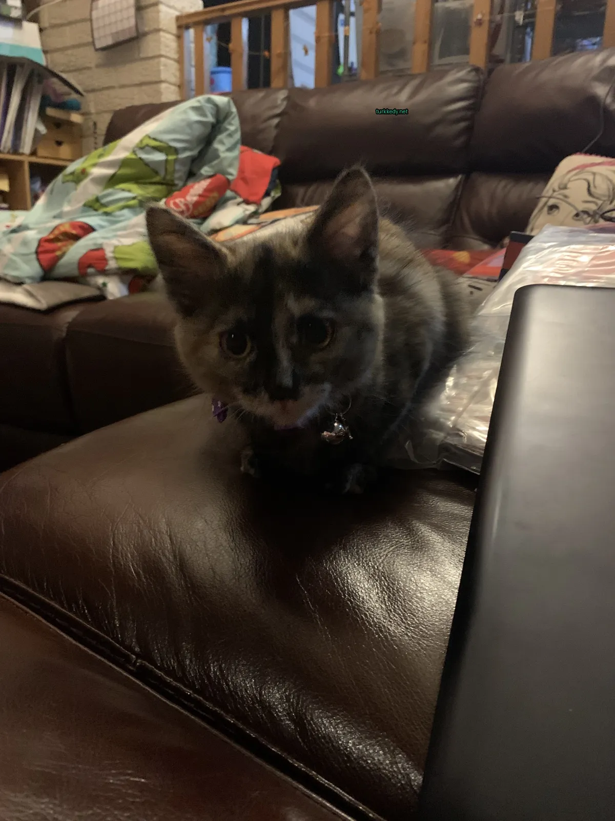 Gri ve siyah bir kedi, mor bir kolye takılı, deri bir sofa üzerinde oturuyor.