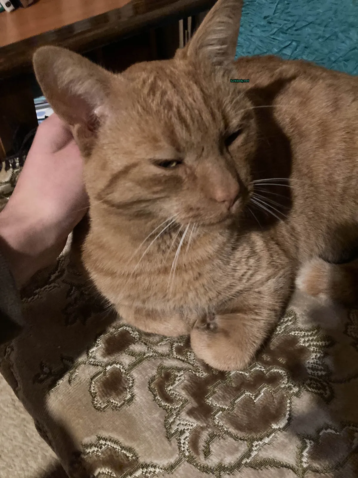 Kahverengi ve beyaz bir kedi bir sofa üzerinde yatıyor.