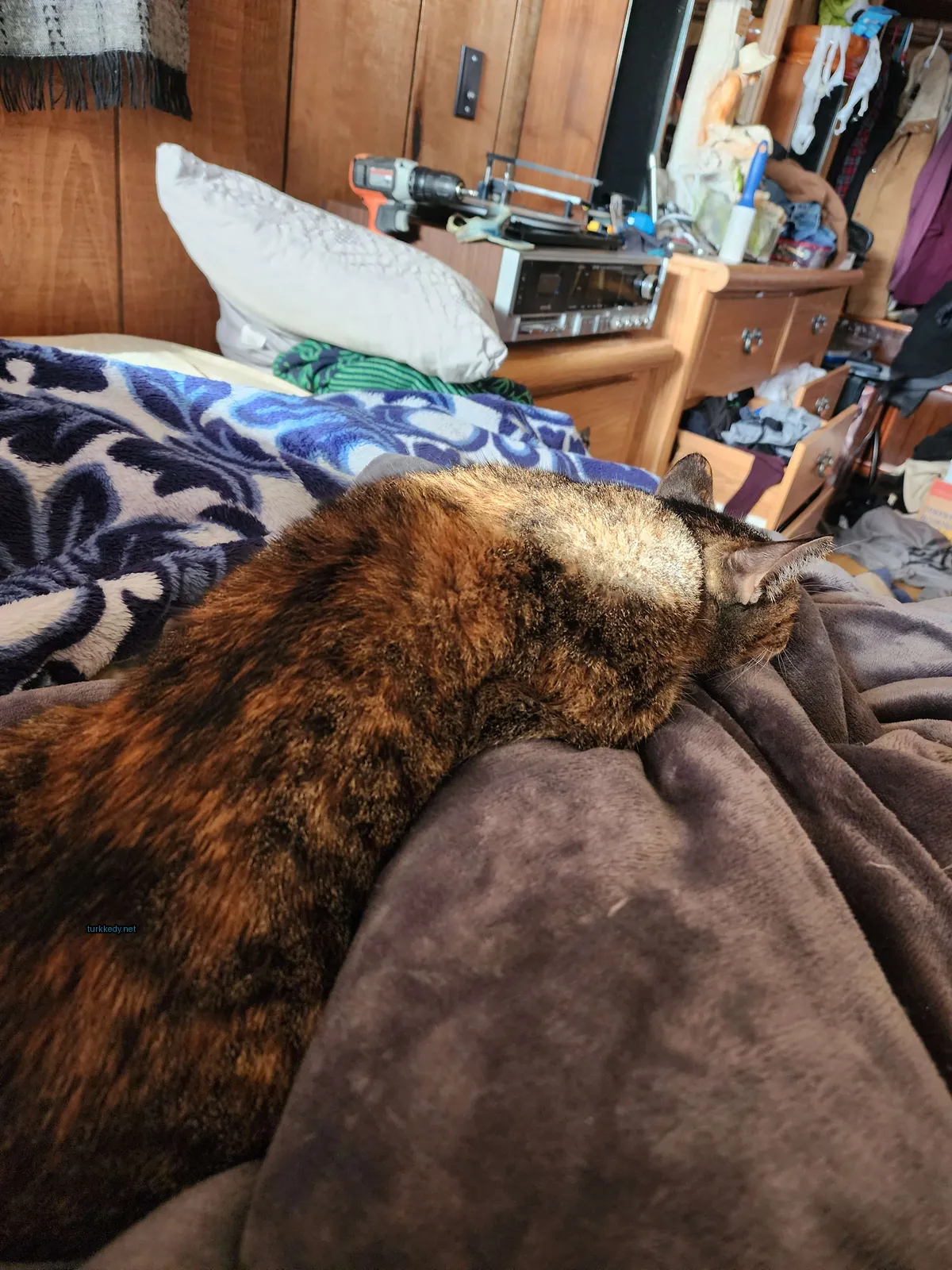 Kara ve siyah bir kedi yatakta yatıyor.