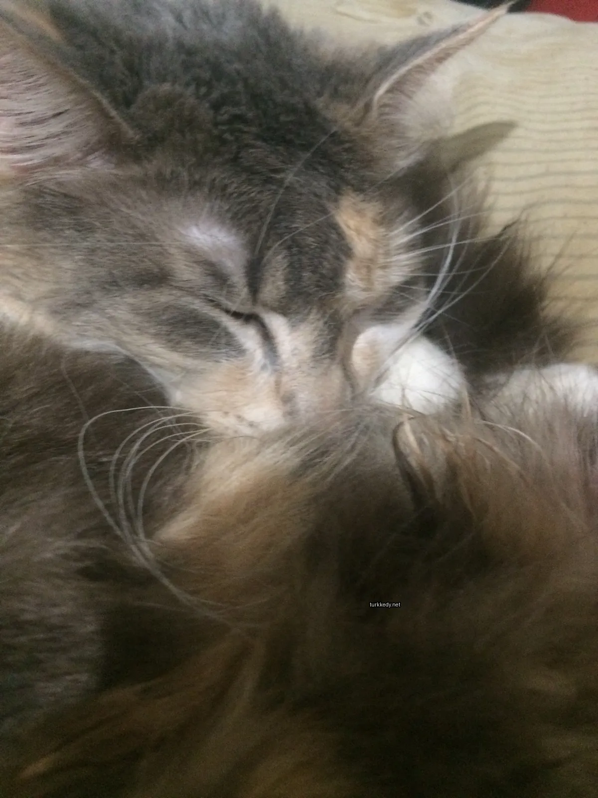 Gri ve beyaz bir kedi yatağın üzerinde kuyruğu ve burnuyla yatıyor.