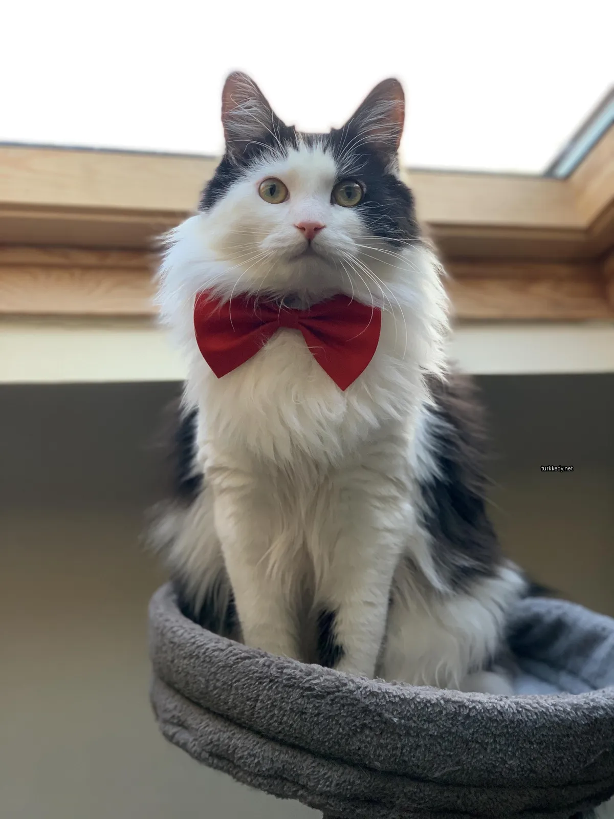 Kırmızı bir bow tie takan ve kedi yatağında oturan bir püsküllü kedi.