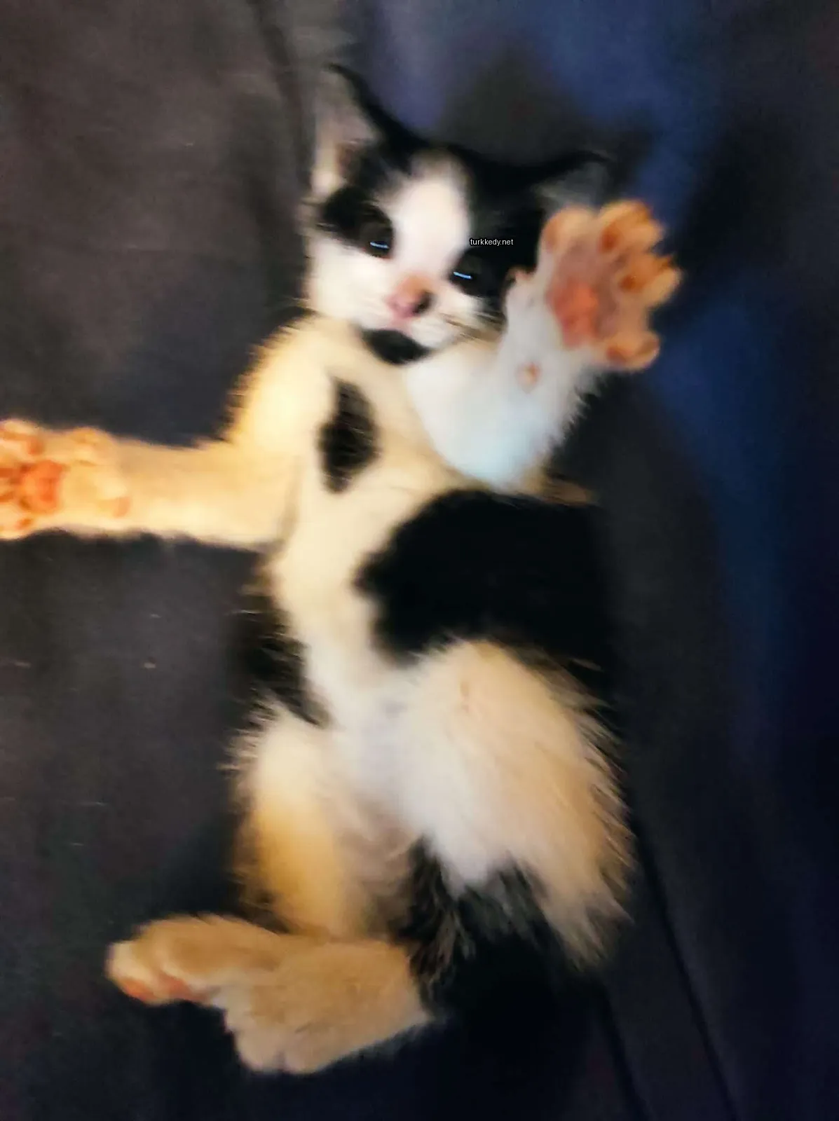 Siyah ve beyaz bir kedi mavi bir bez üzerinde yatıyor.