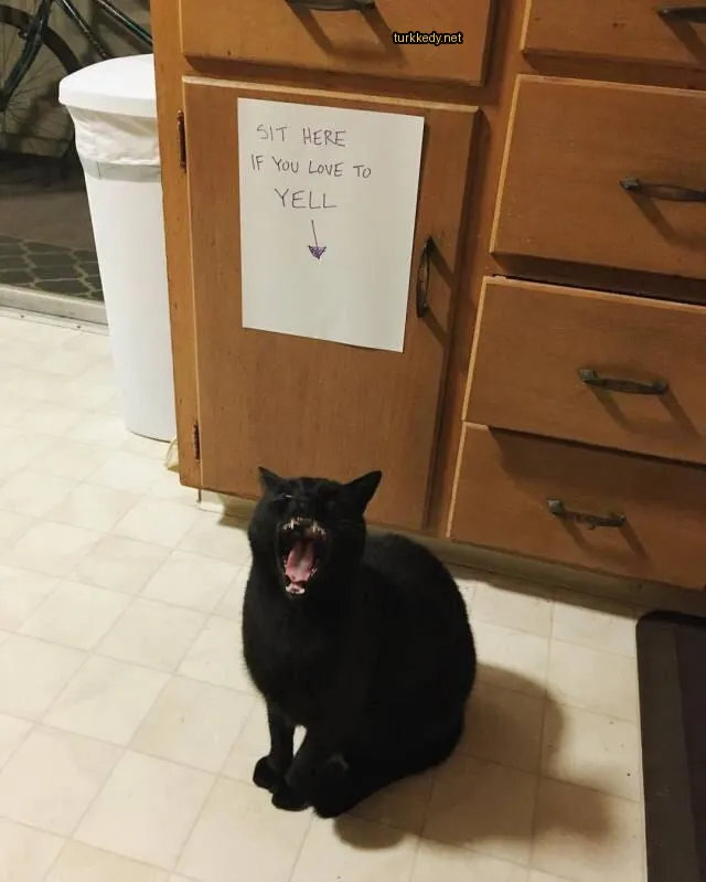 Siyah bir kedi beyaz göğüsleriyle zemine oturmuş ve yutkunuyor.