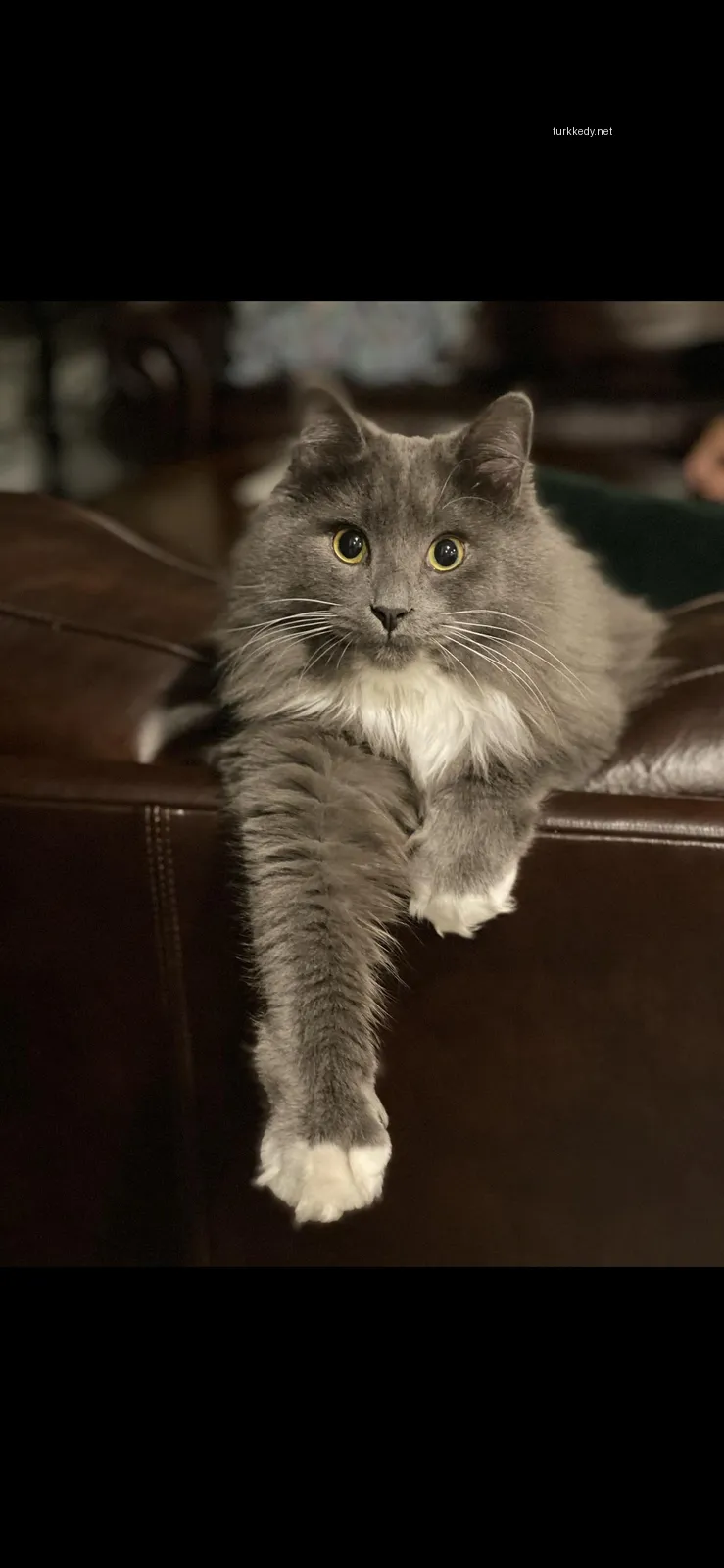 Gri ve beyaz bir kedi bir sofa üzerinde oturuyor.