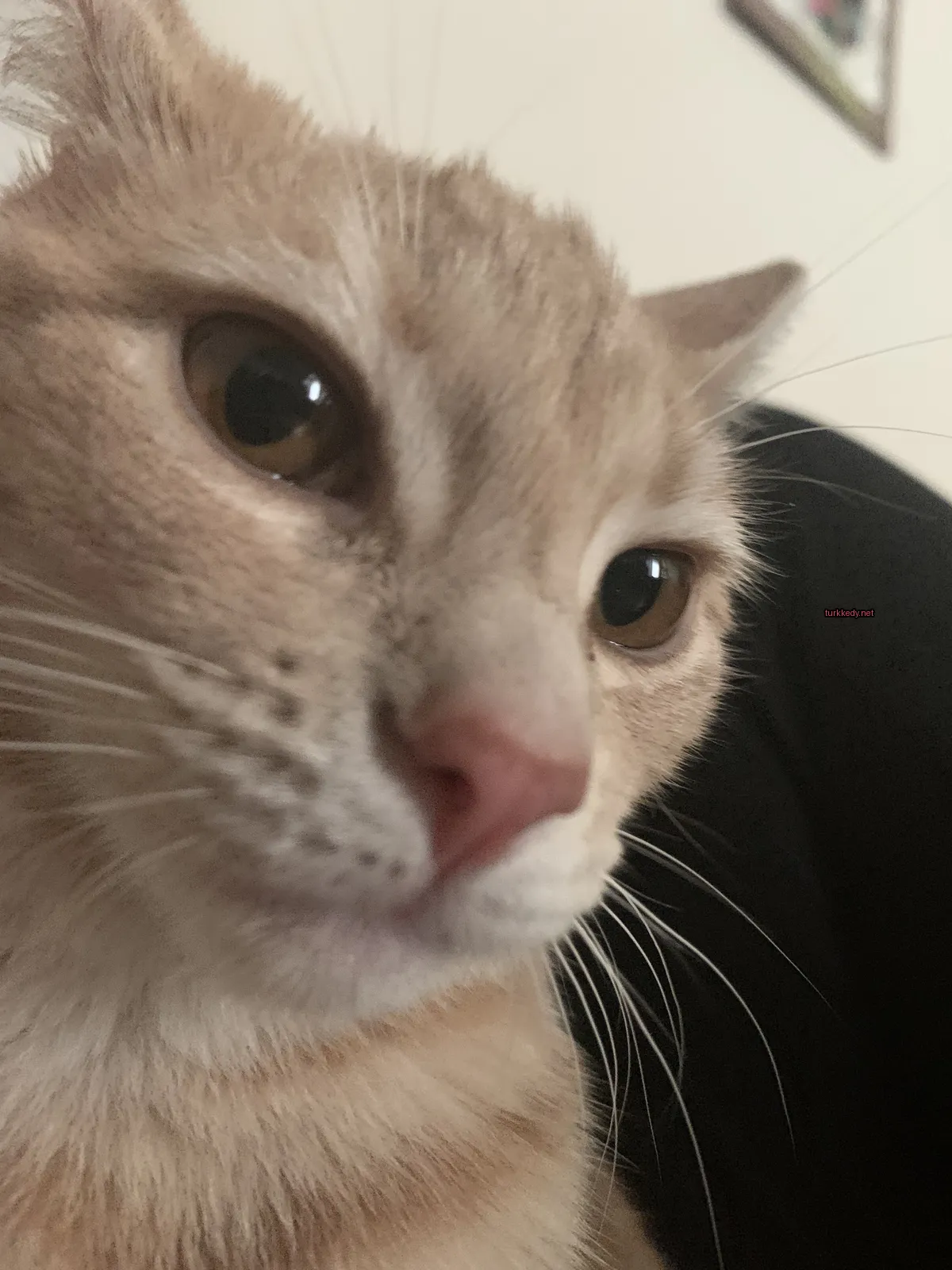 Koyu kahverengi ve beyaz bir kedi, pembe burun ve tırnakları var.