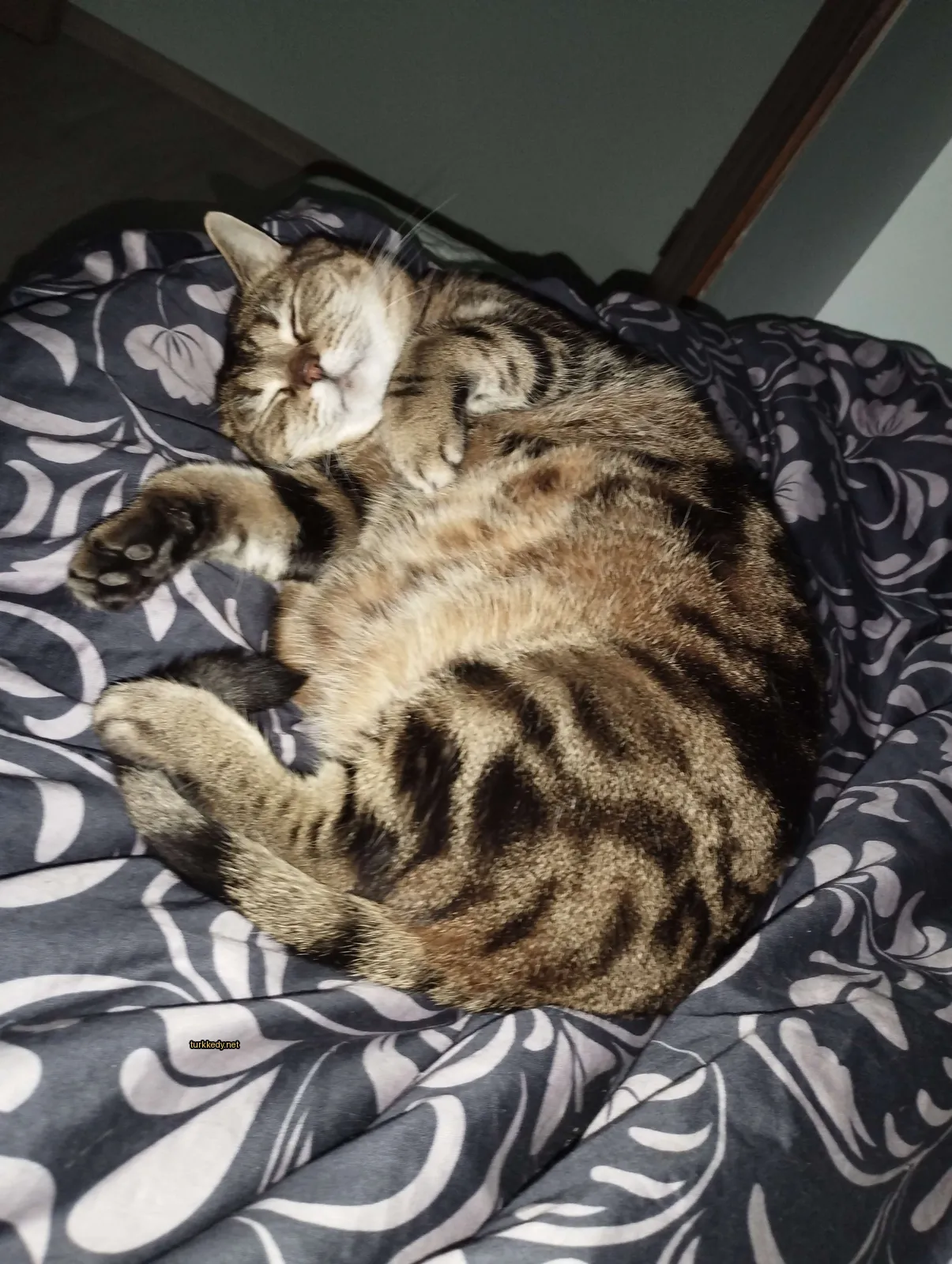 Siyah ve beyaz damalı bir kedi yatağında yatıyor.