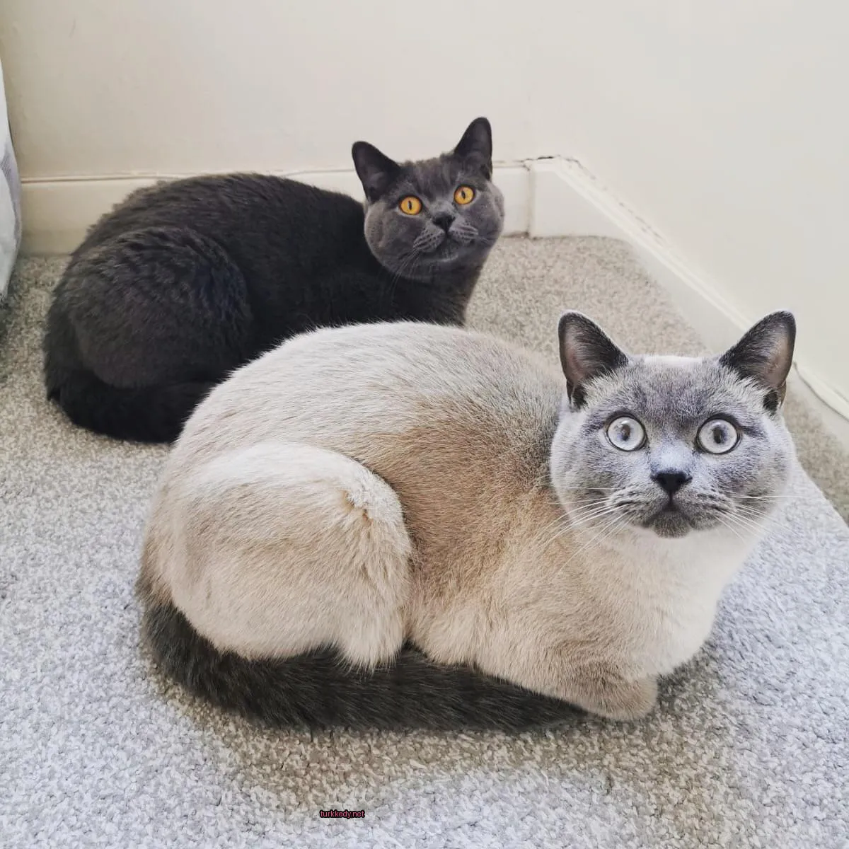 Gri ve beyaz bir kedi, sarı gözlerle bir halı üzerinde oturuyor.