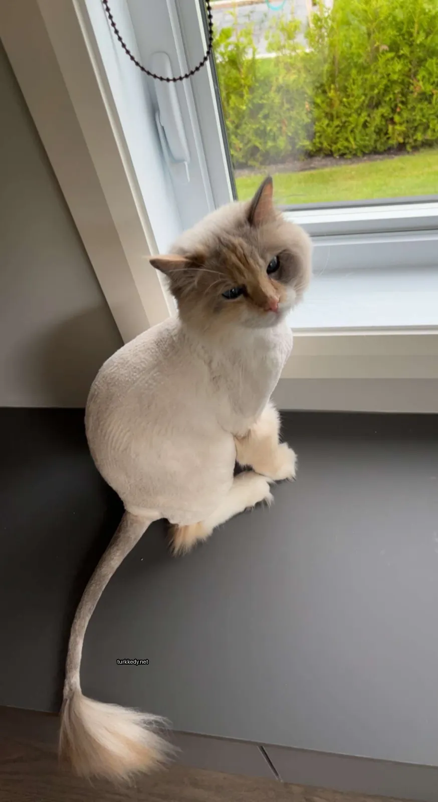 Beyaz ve kahverengi bir kedi pencere kenarında oturuyor.