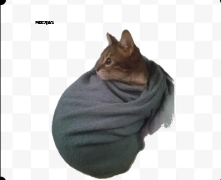 Kara ve beyaz bir kedi battaniyede sarılı.