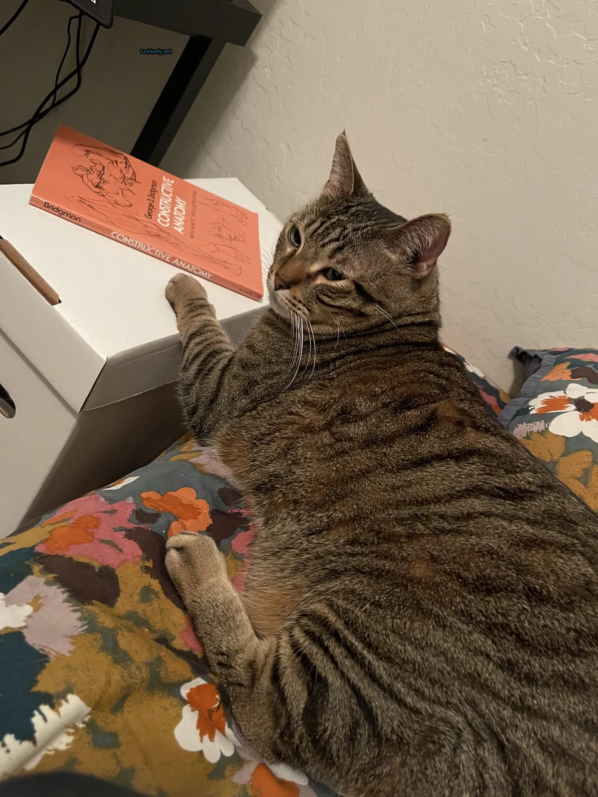 Büyük, şeritli bir kedi yatakta bir kitabın yanındadır.
