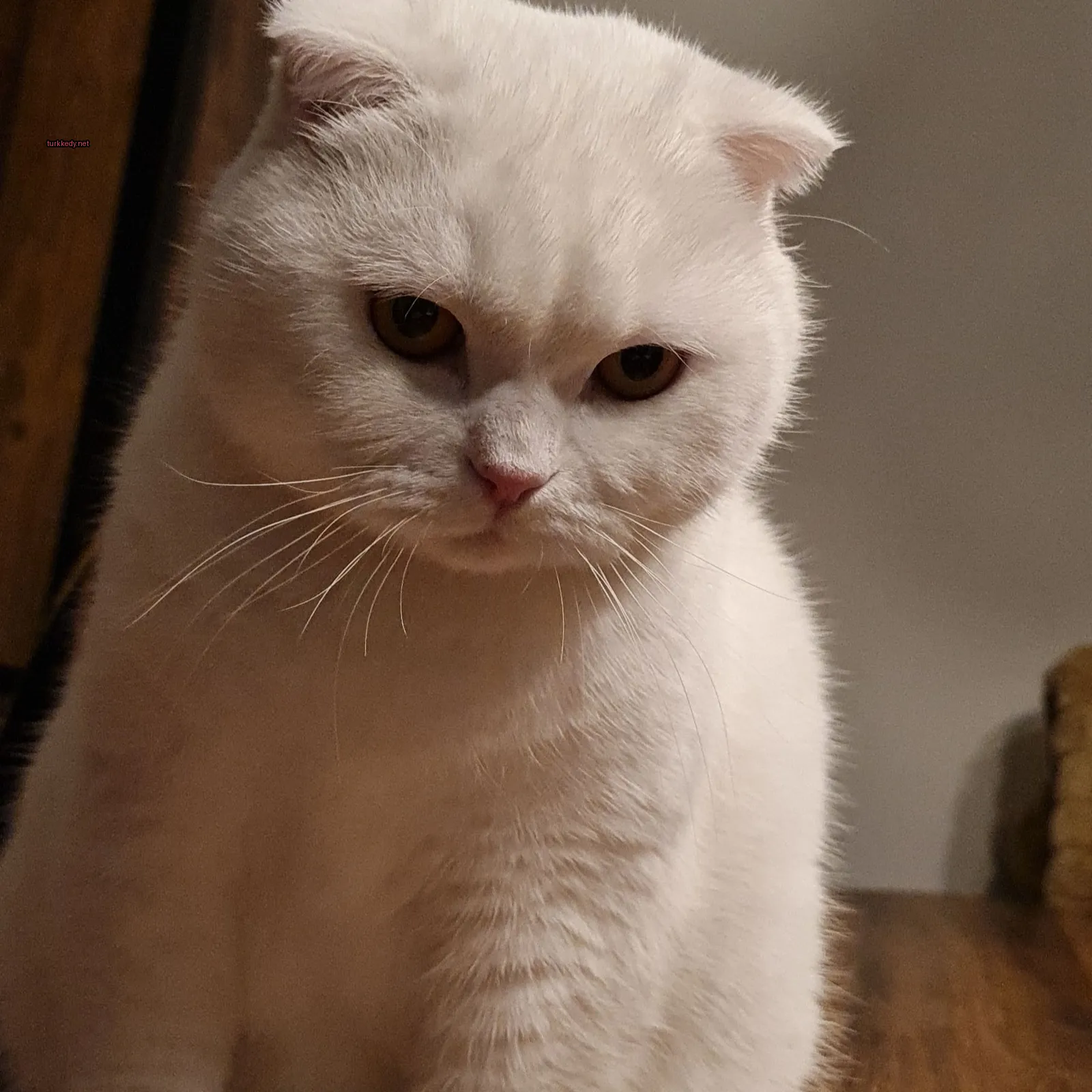 Beyaz bir kedi, uzun tüylü kuyruğu ile ahşap bir masa üzerinde oturuyor.