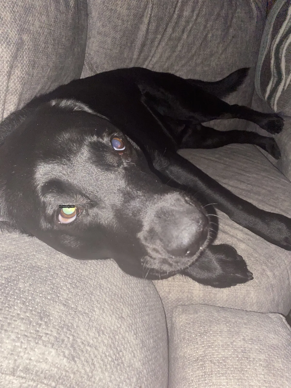 Bir siyah köpek bir sofa üzerinde yatıyor.