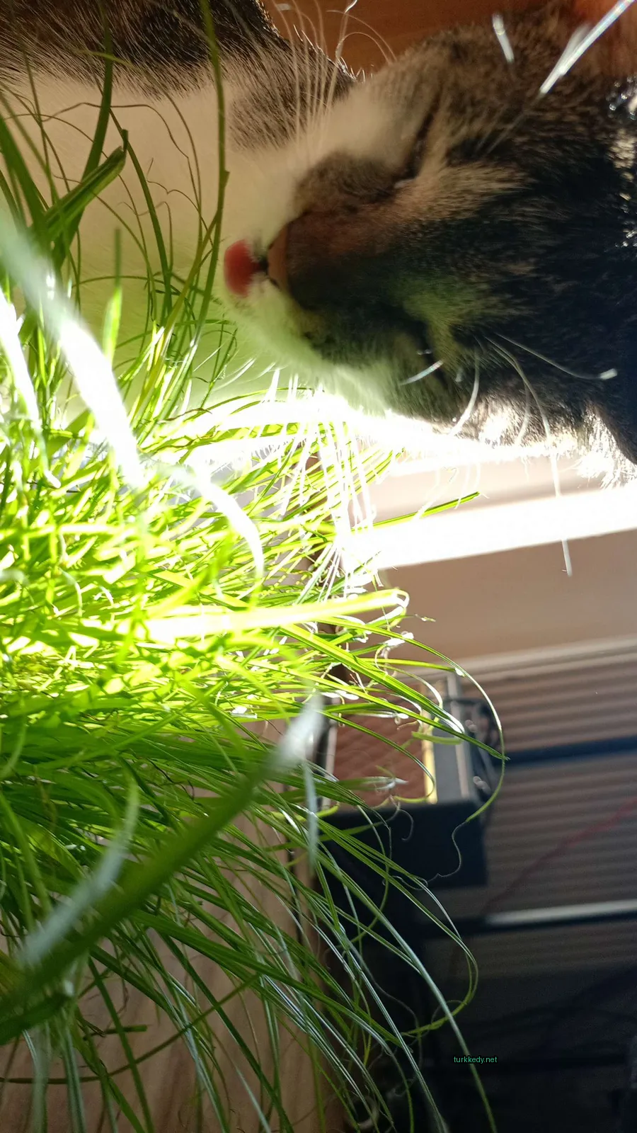 Siyah beyaz bir kedi, bir çimen yiyor.