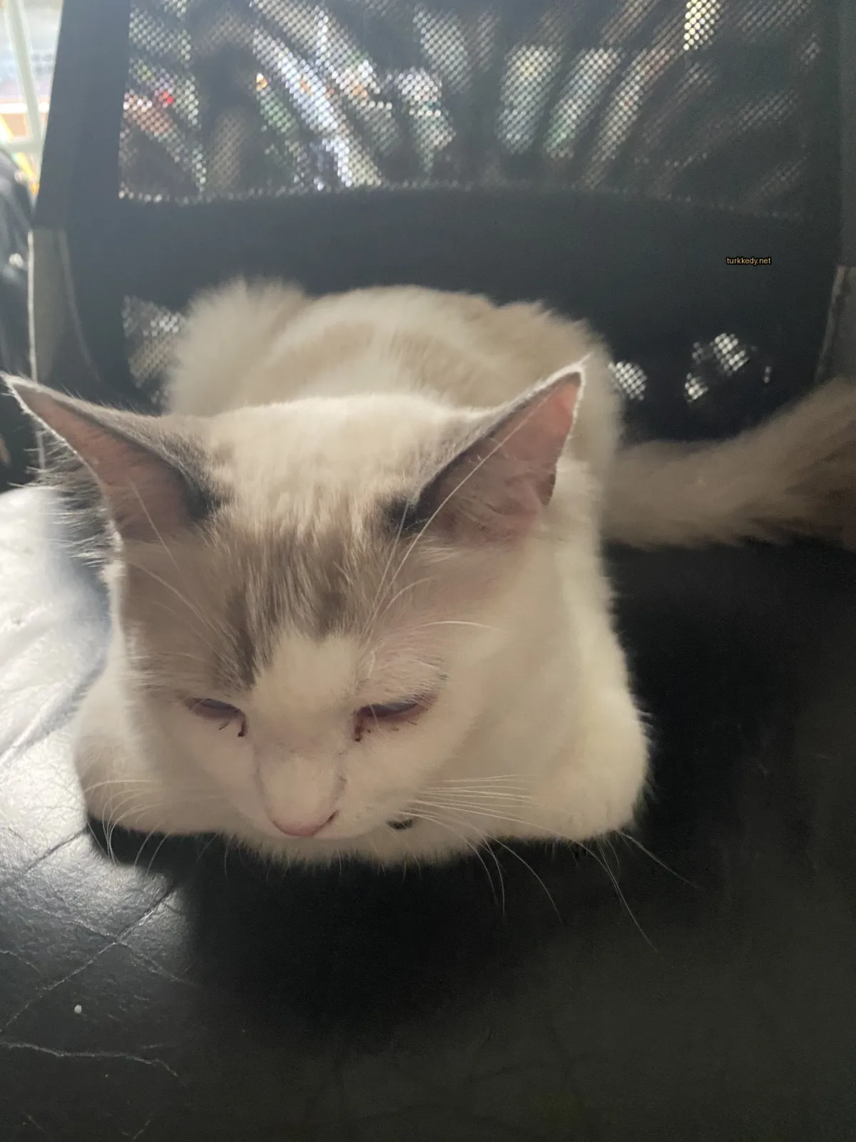 Beyaz bir kedi, siyah bir deri koltukta siyah burun ve gözlerle yatıyor.