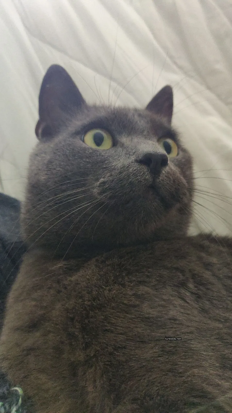 Gri bir kedi, sarı gözleri ve beyaz bir bıyığı var.