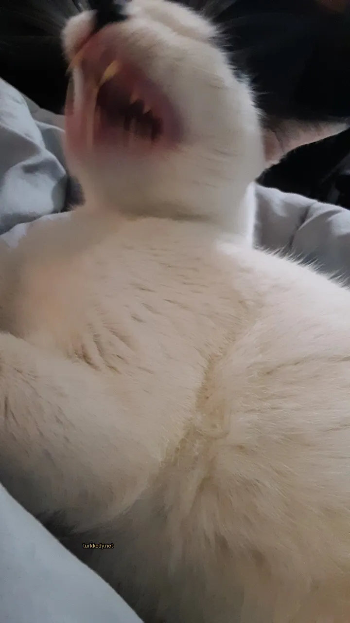 Beyaz bir kedi, arka tarafında kahverengi bir leke bulunan, yatakta yatıyor.