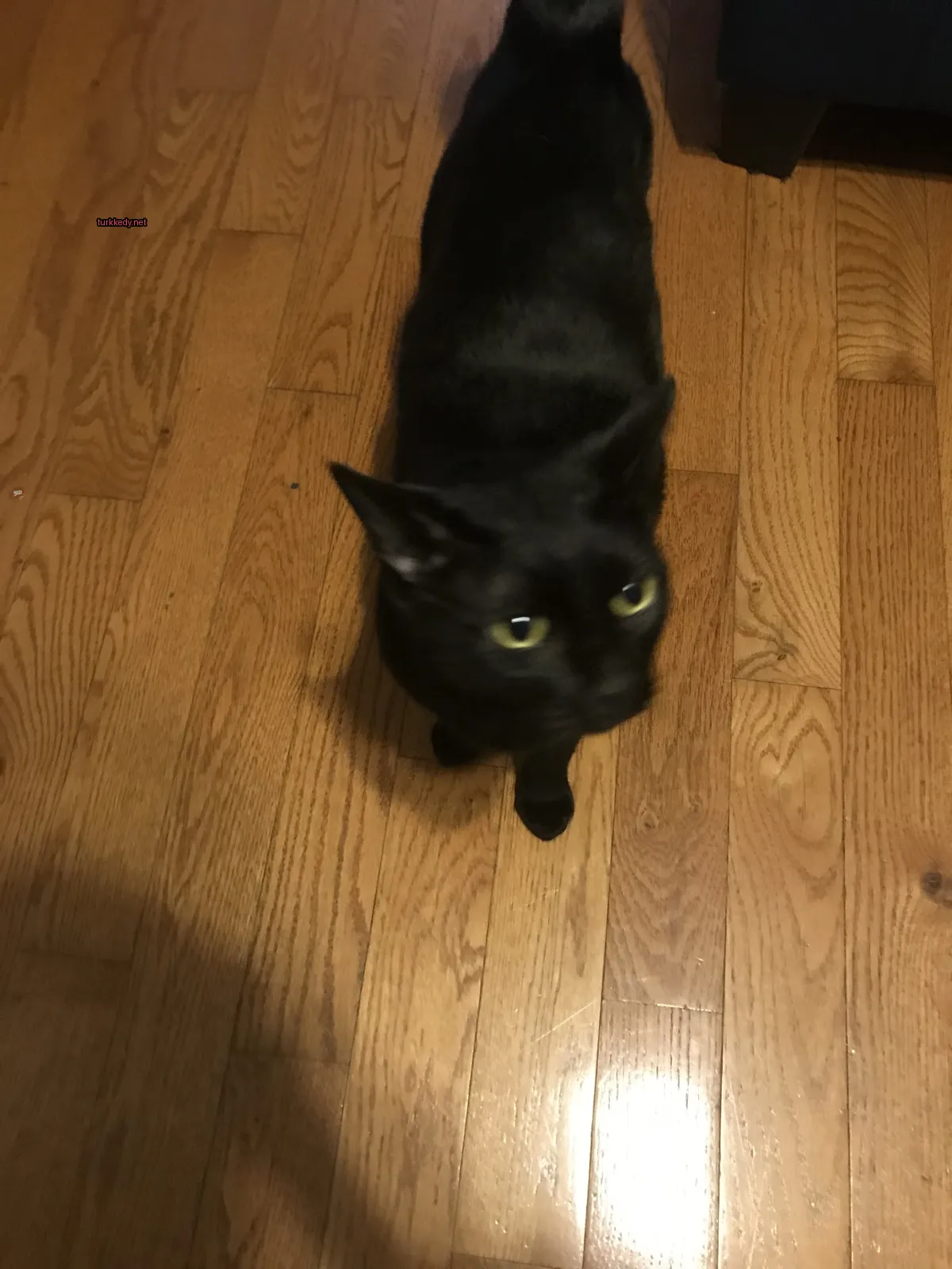 Siyah bir kedi, sarı gözlerle ahşap zeminde duruyor.