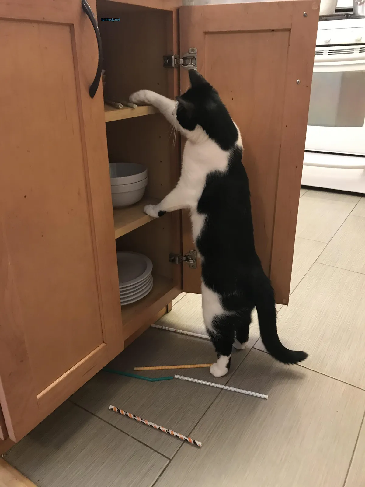 Beyaz ve siyah bir kedi mutfak tezgahında duruyor.