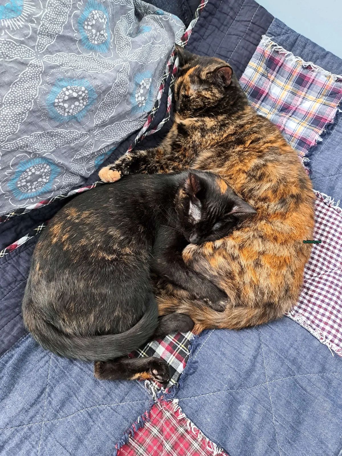 Siyah bir kedi mavi ve beyaz bir bez üzerinde beyaz ve turuncu tüylü uyuyor.