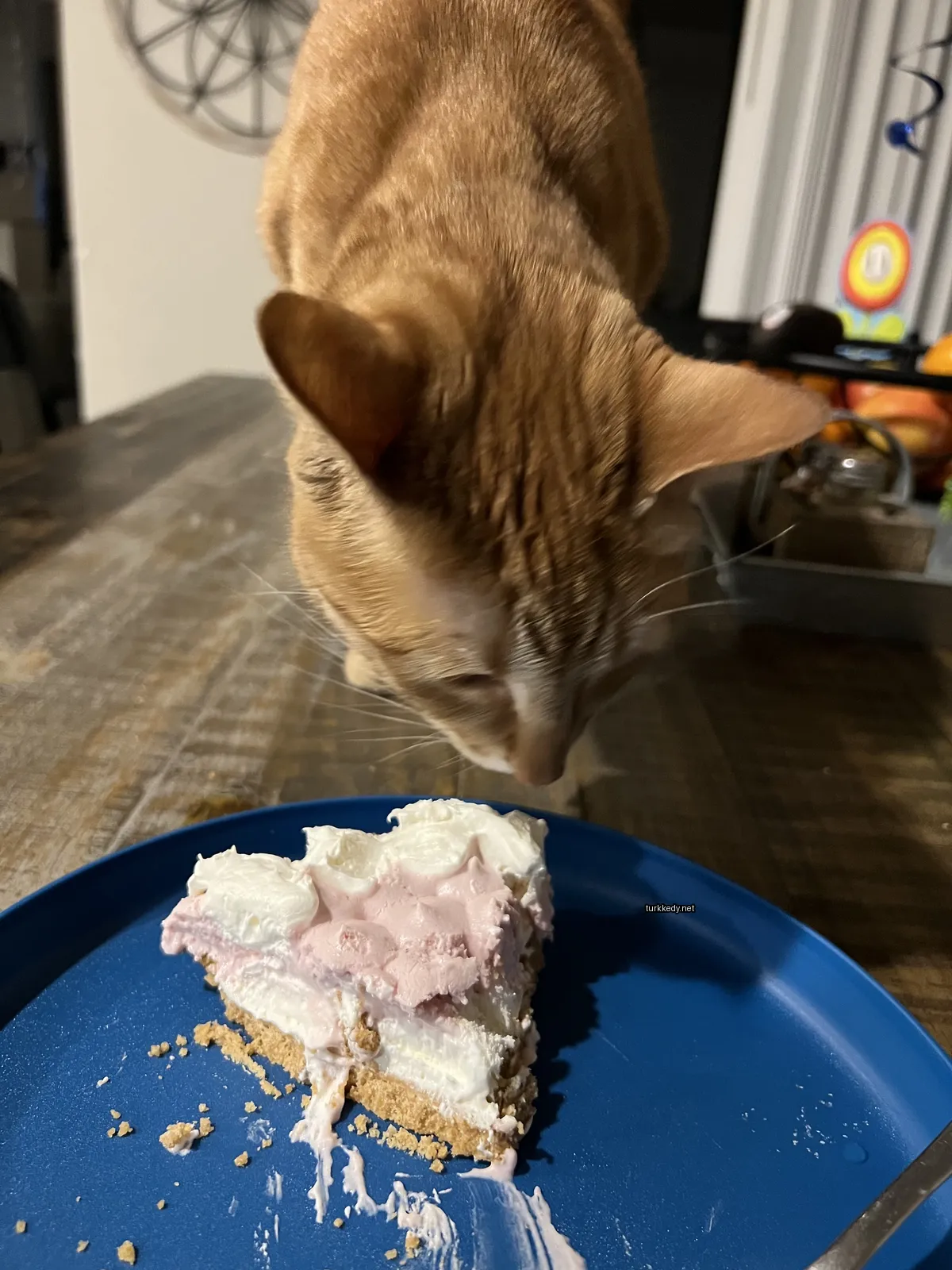 Kahverengi ve beyaz bir kedi bir tablonun üzerinde duran bir kekin üzerine bakıyor.