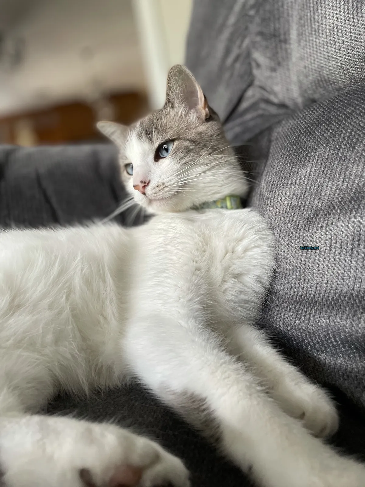 Beyaz ve gri bir kedi mavi gözleriyle bir sofa üzerinde yatıyor.