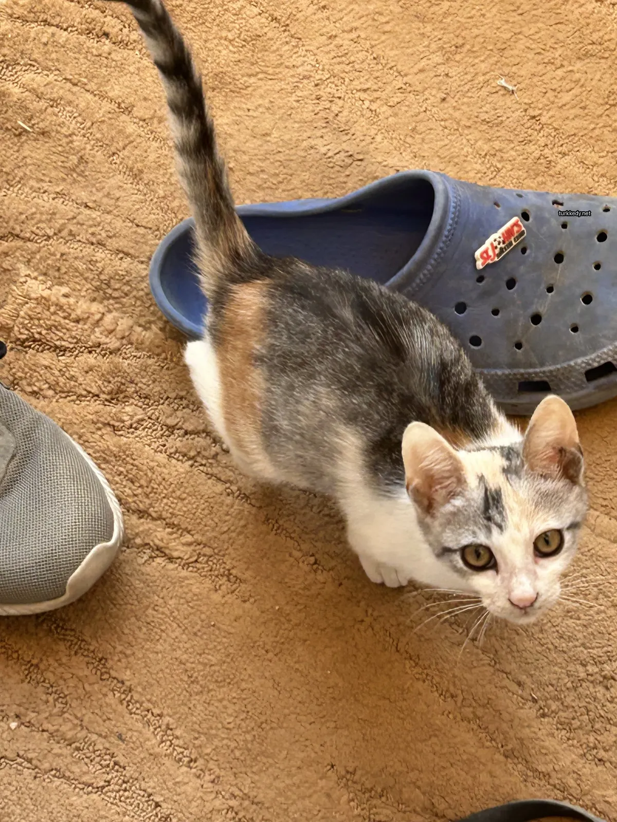 Beyaz göğsü ve kahverengi lekeleri olan bir calico kedi, bir çift ayakkabının yanına yerde oturuyor.