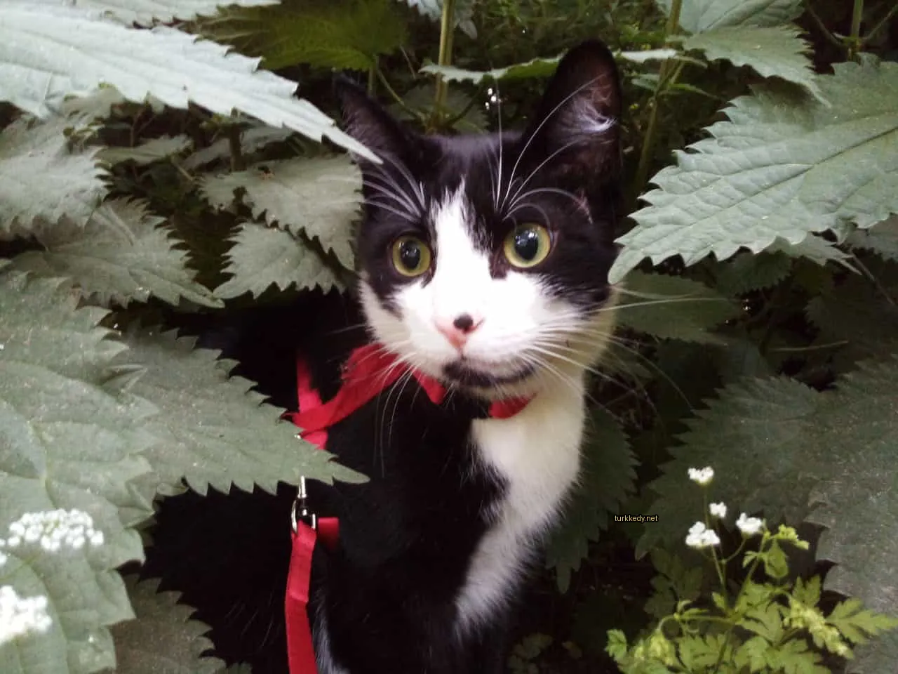 Siyah ve beyaz bir kedi, kırmızı bir kemer ve kırmızı bir ip ile yapraklı yeşil bir çalının içinde oturuyor.