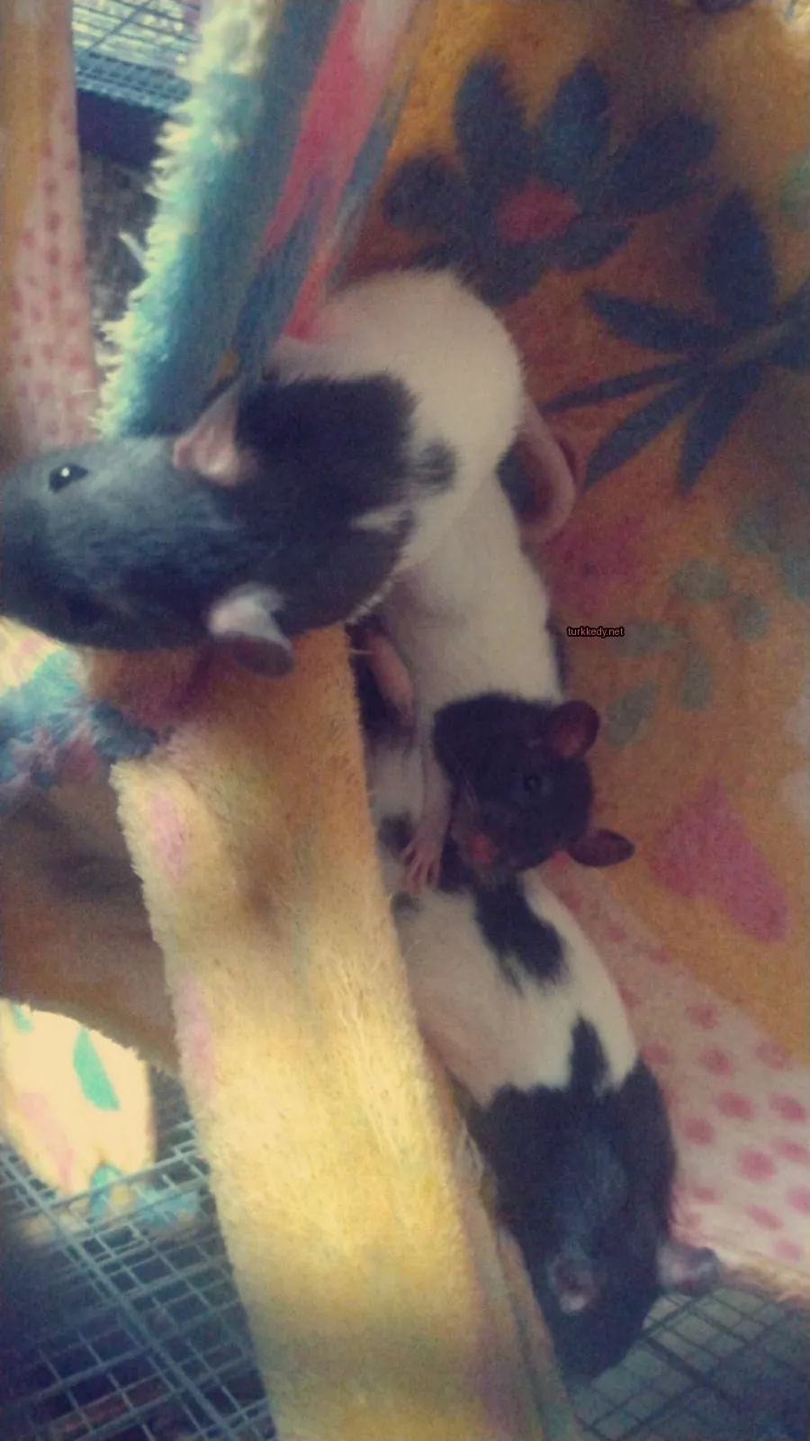 Siyah beyaz bir kedi diğer kedi arkadaşlarıyla yastıkta yatıyor.