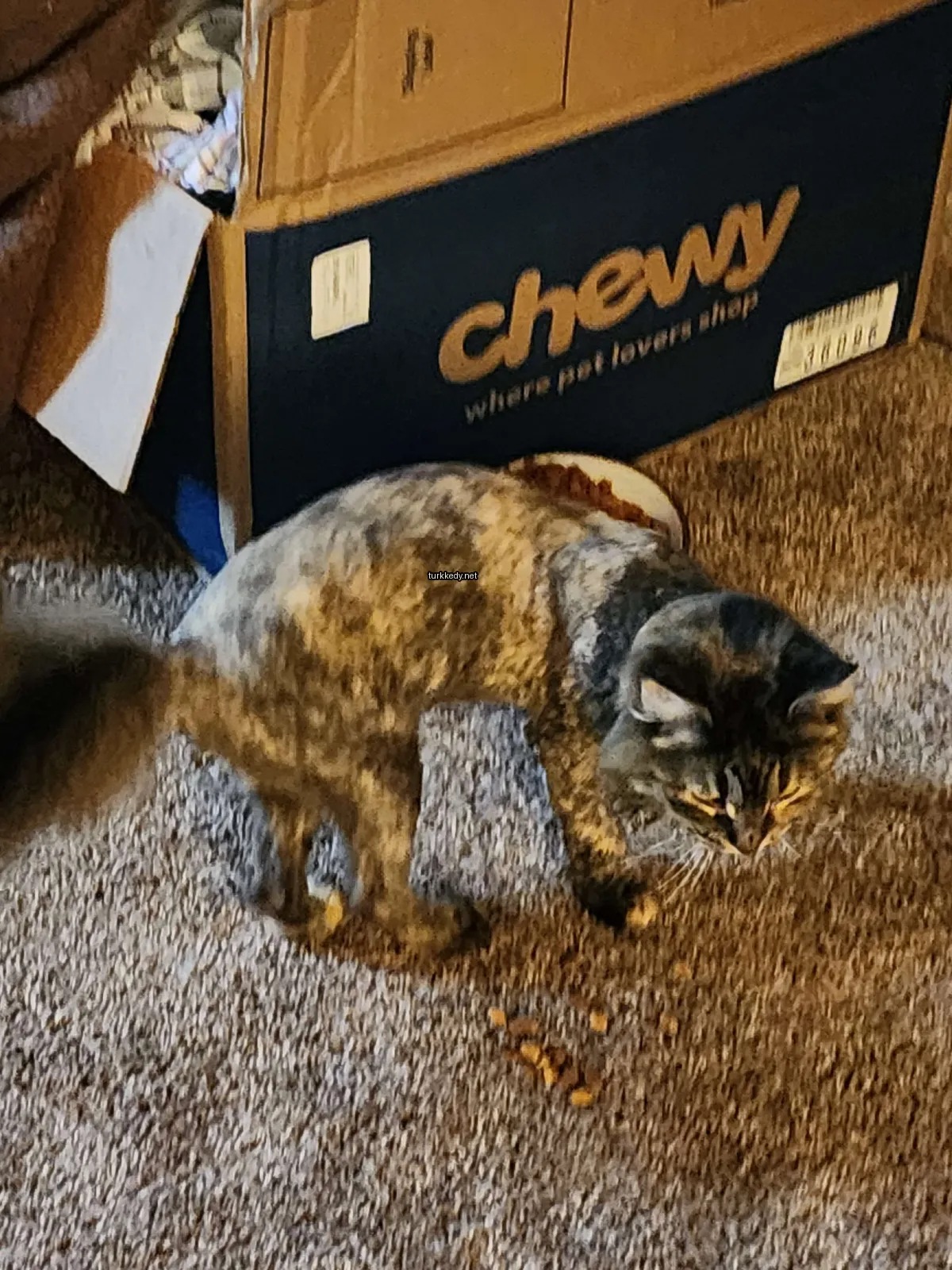 Kara ve siyah bir kedi bir koltukta boxun önünde duruyor.