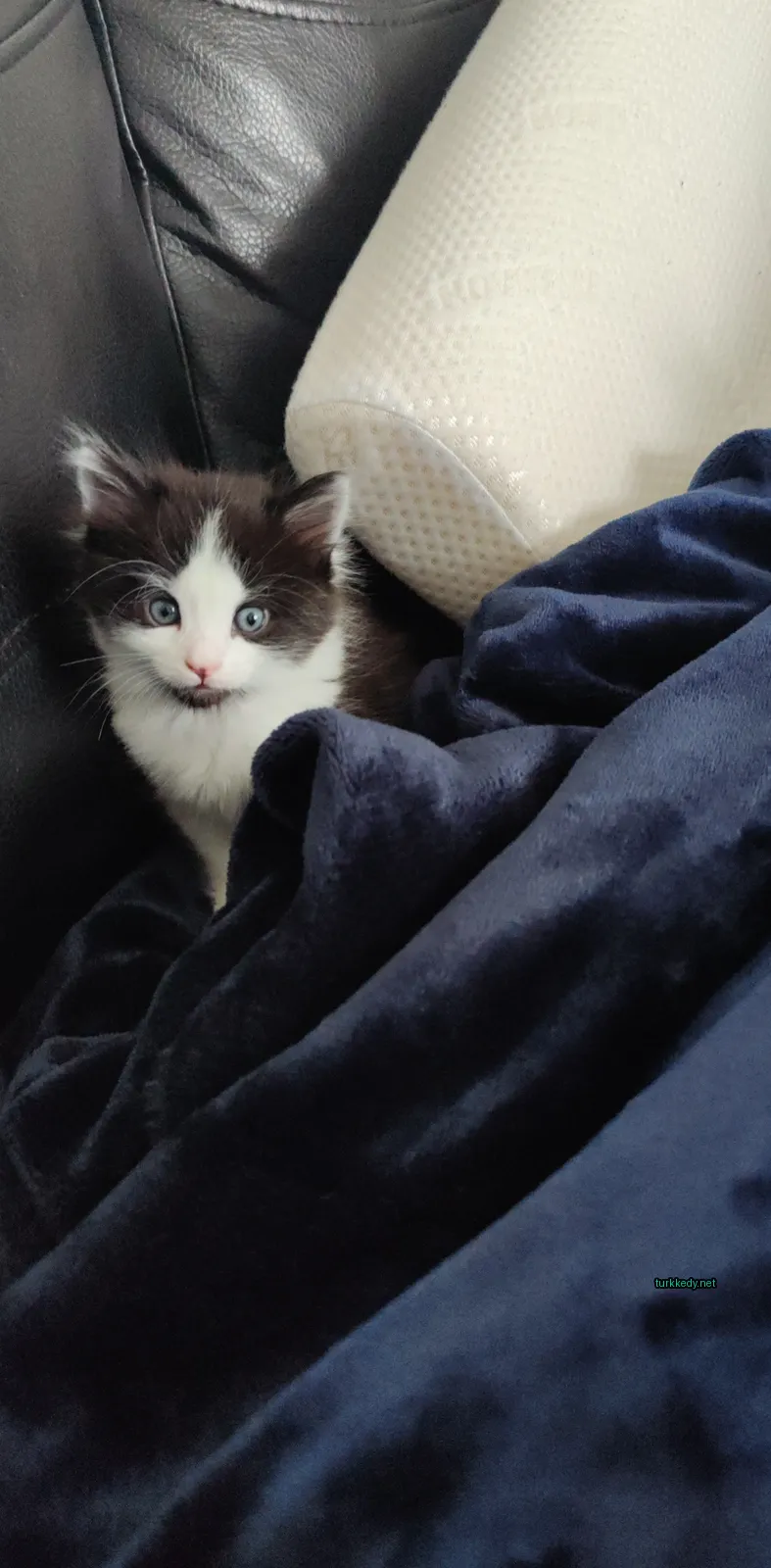 Siyah beyaz bir kedi bir koltuk altındaki bir çarşafın altında oturuyor.