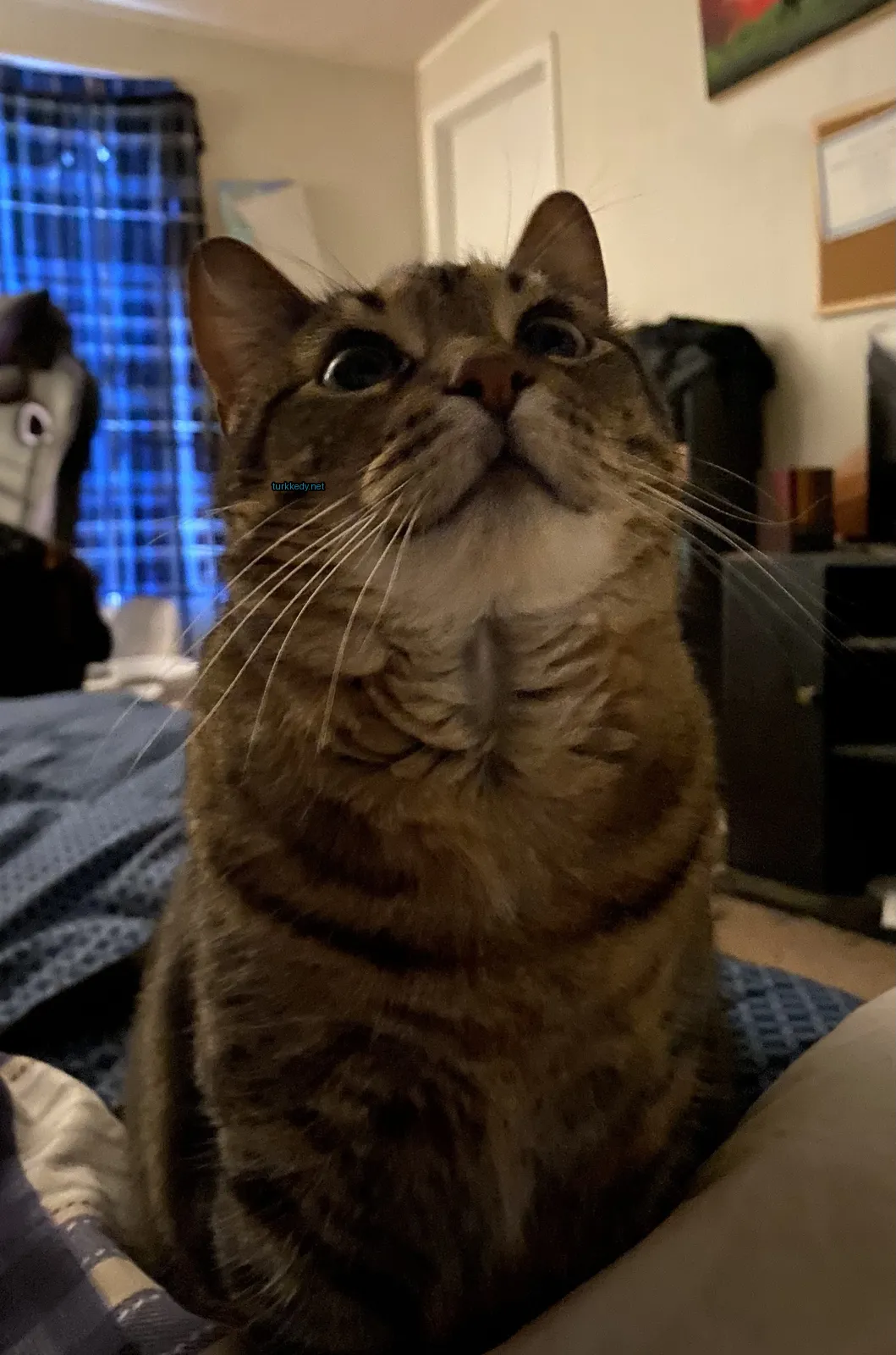 Koyu ve beyaz bir kedi,-striped desenli, bir yatakta oturuyor.