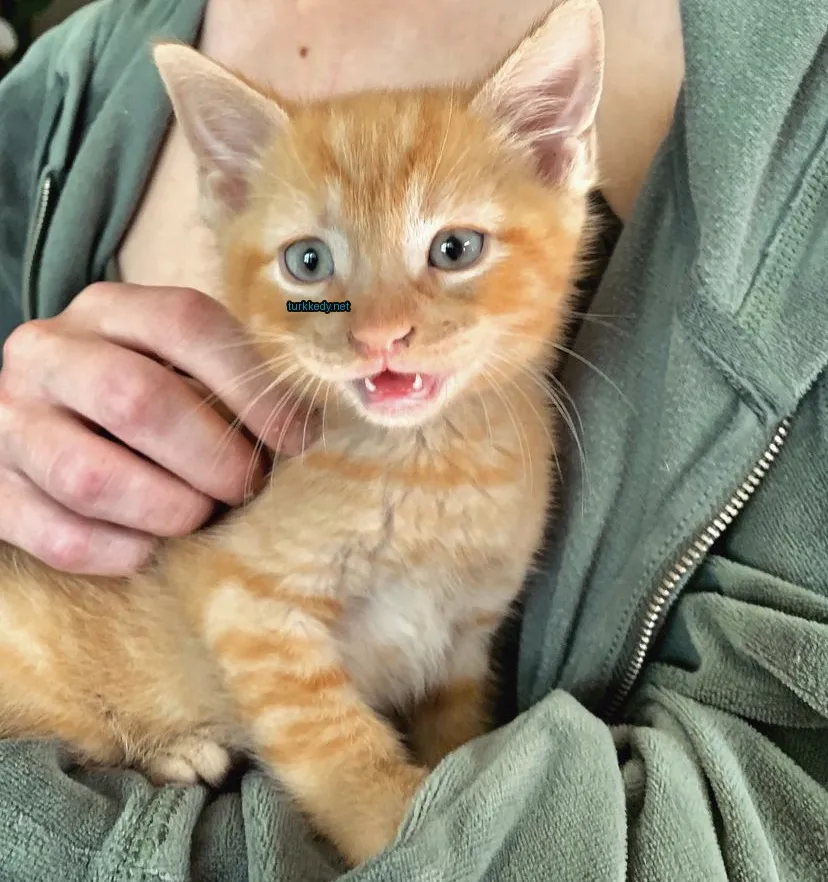 Kırmızı-beyaz bir kedi, mavi burunlu, kameraya bakıyor.