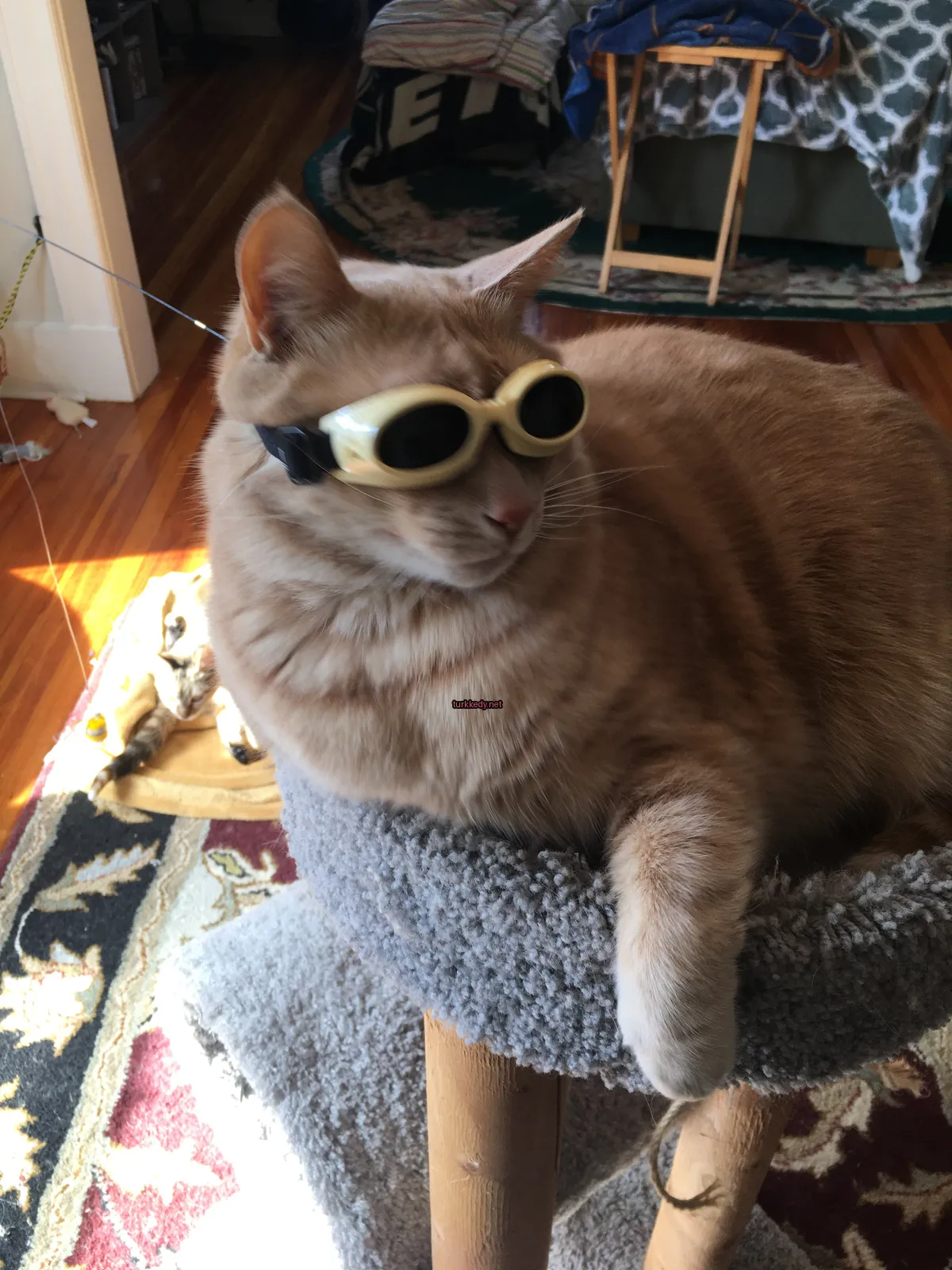 Bir siyah gözlü kedi, güneş gözlüğü takmış, bir kedi ağacında yatıyor.