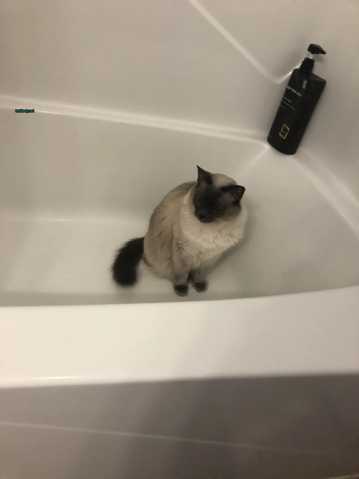 Bir Siyah Siyam kedi banyo küvetinde oturuyor.