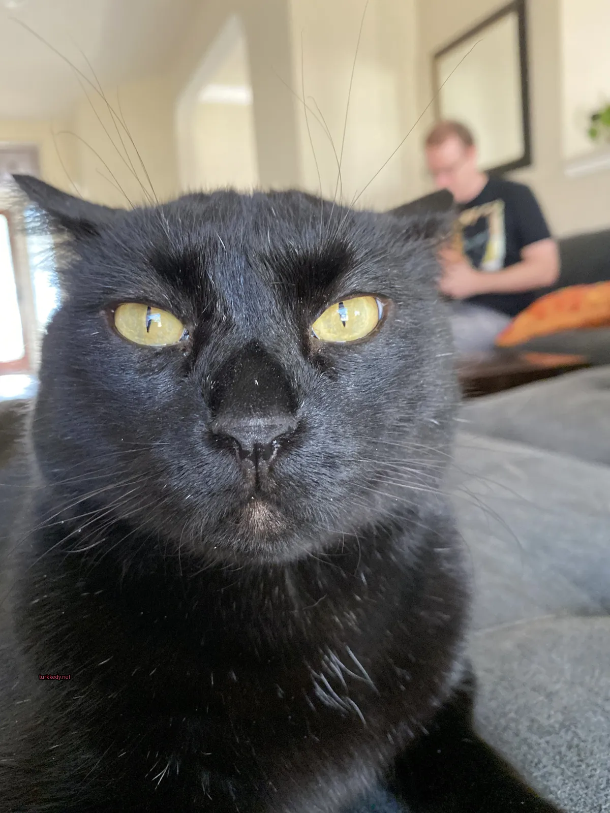 Siyah bir kedi sarı gözleriyle bir sofa üzerinde oturuyor.
