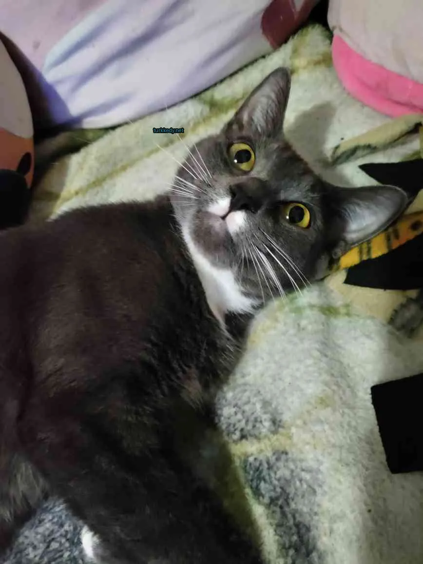 Gri ve beyaz bir kedi, beyaz bir şerit bulunan yüzü ile bir battaniyede yatıyor.
