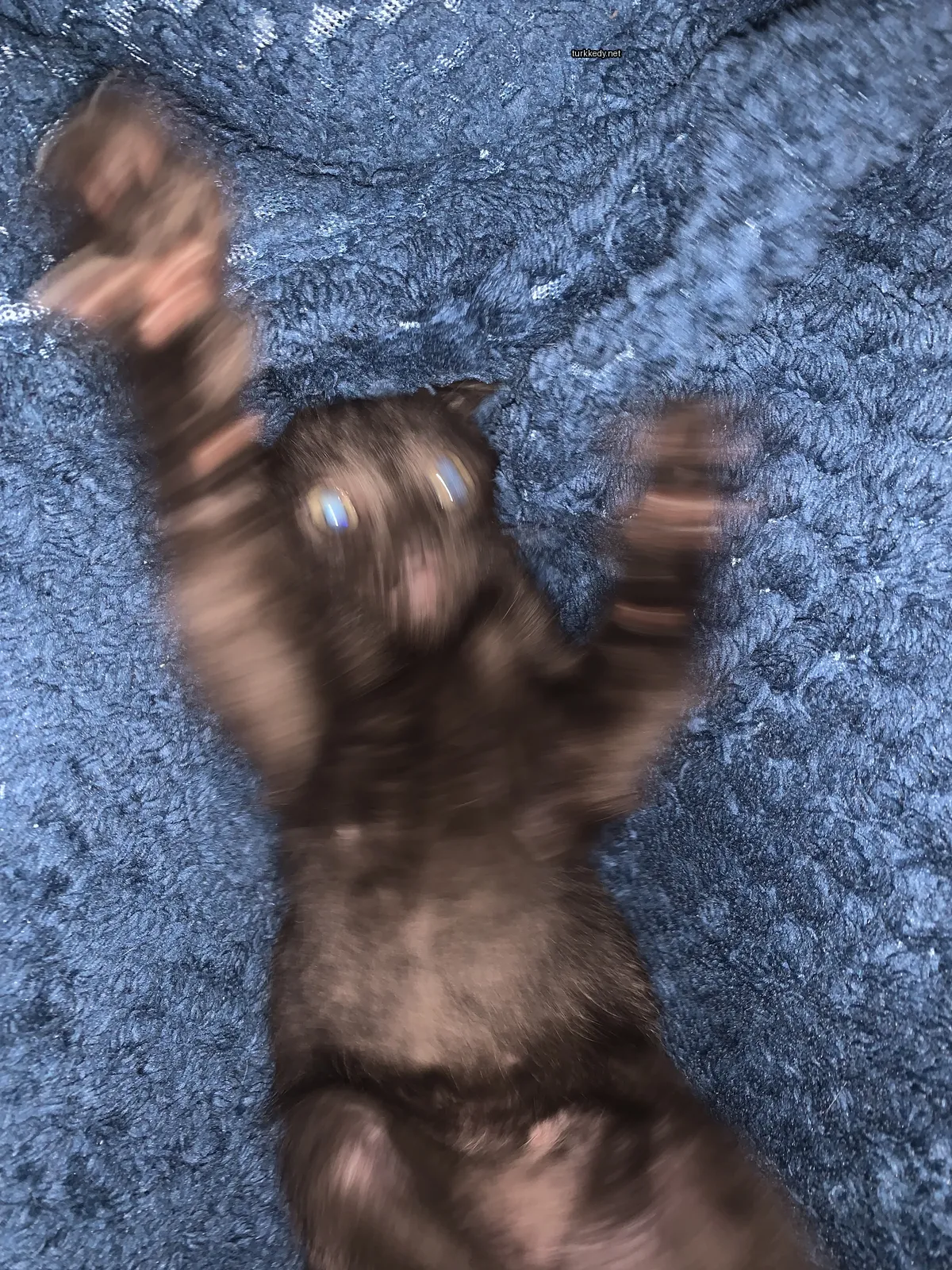Siyah bir kedi mavi gözleri ve beyaz göğsü ile mavi bir battaniyenin üzerinde yatıyor.