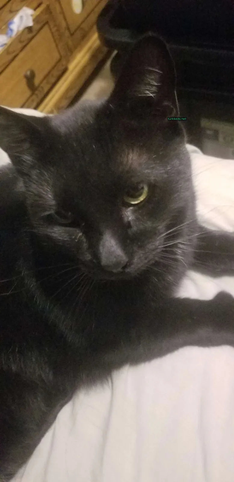 Siyah bir kedi beyaz bir bez üzerinde sarı bir gözle yatıyor.