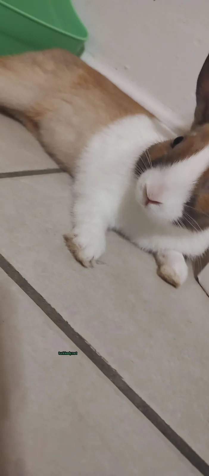 Kahverengi ve beyaz bir kedi bir mermer zemin üzerinde yatıyor.