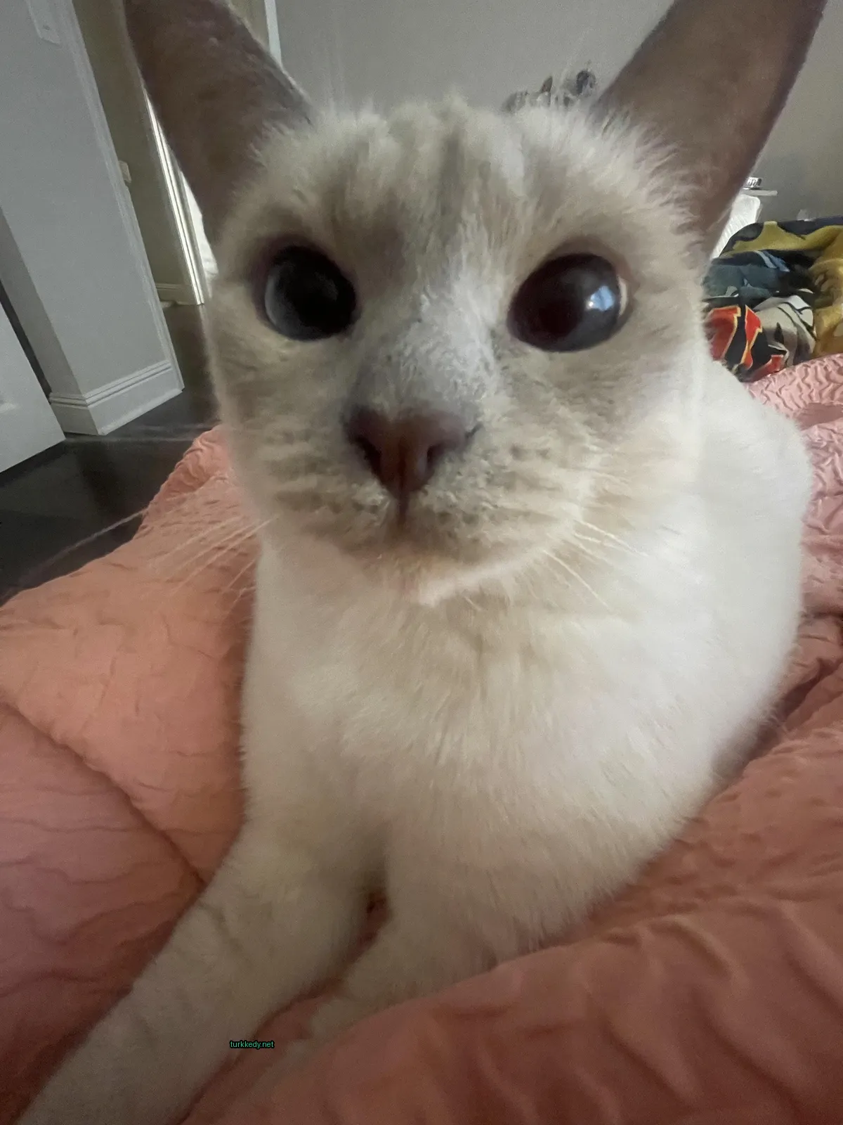 Beyaz bir kedi mavi gözlerle pembe bir bez üzerine oturuyor.