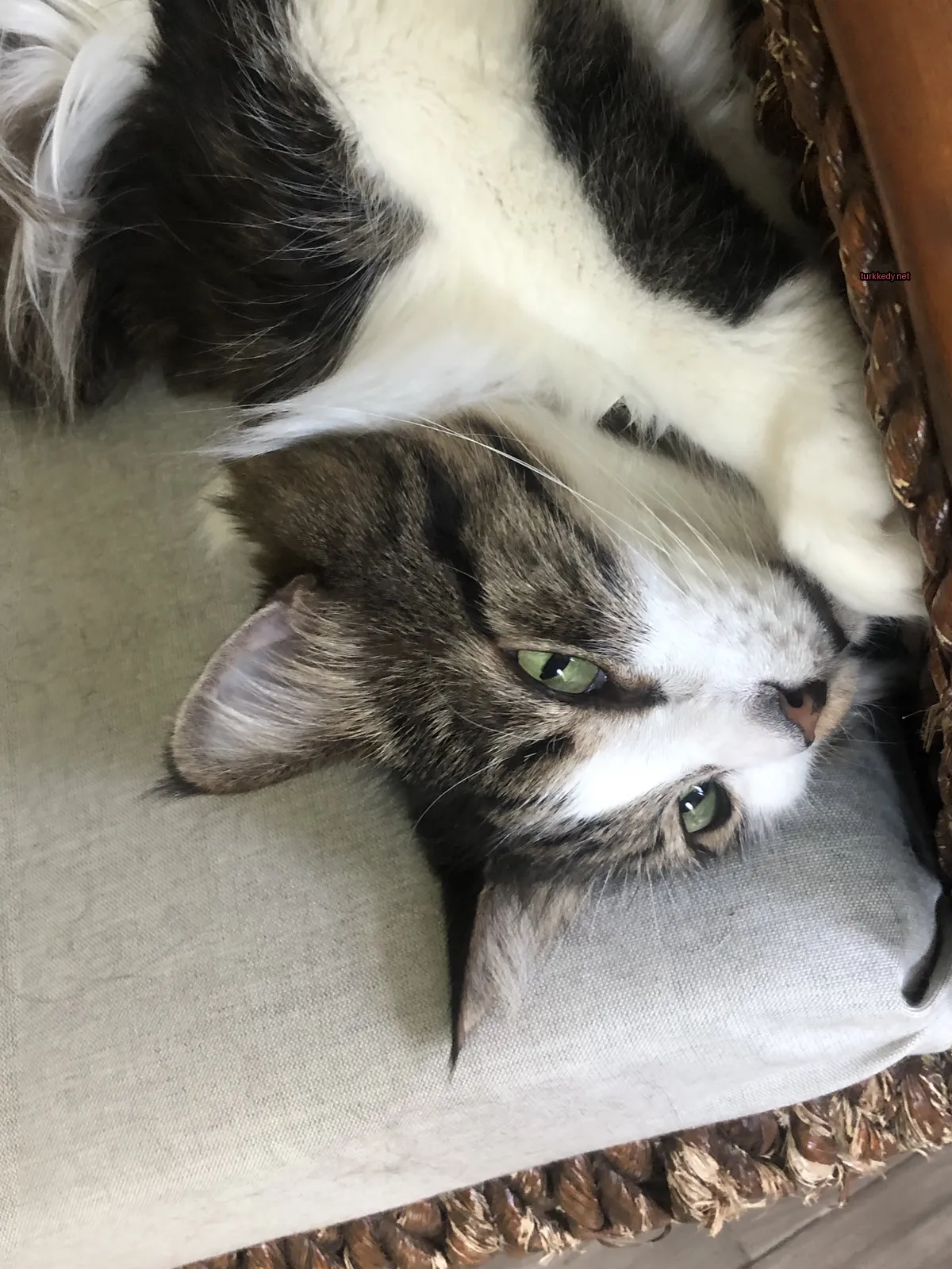 Kırmızı-yeşil desenli bir kedi bir sofa üzerinde yatıyor.