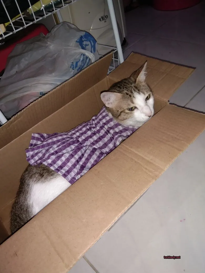Mavi bir elbise giymiş bir kedi bir karton kutuda oturmaktadır.