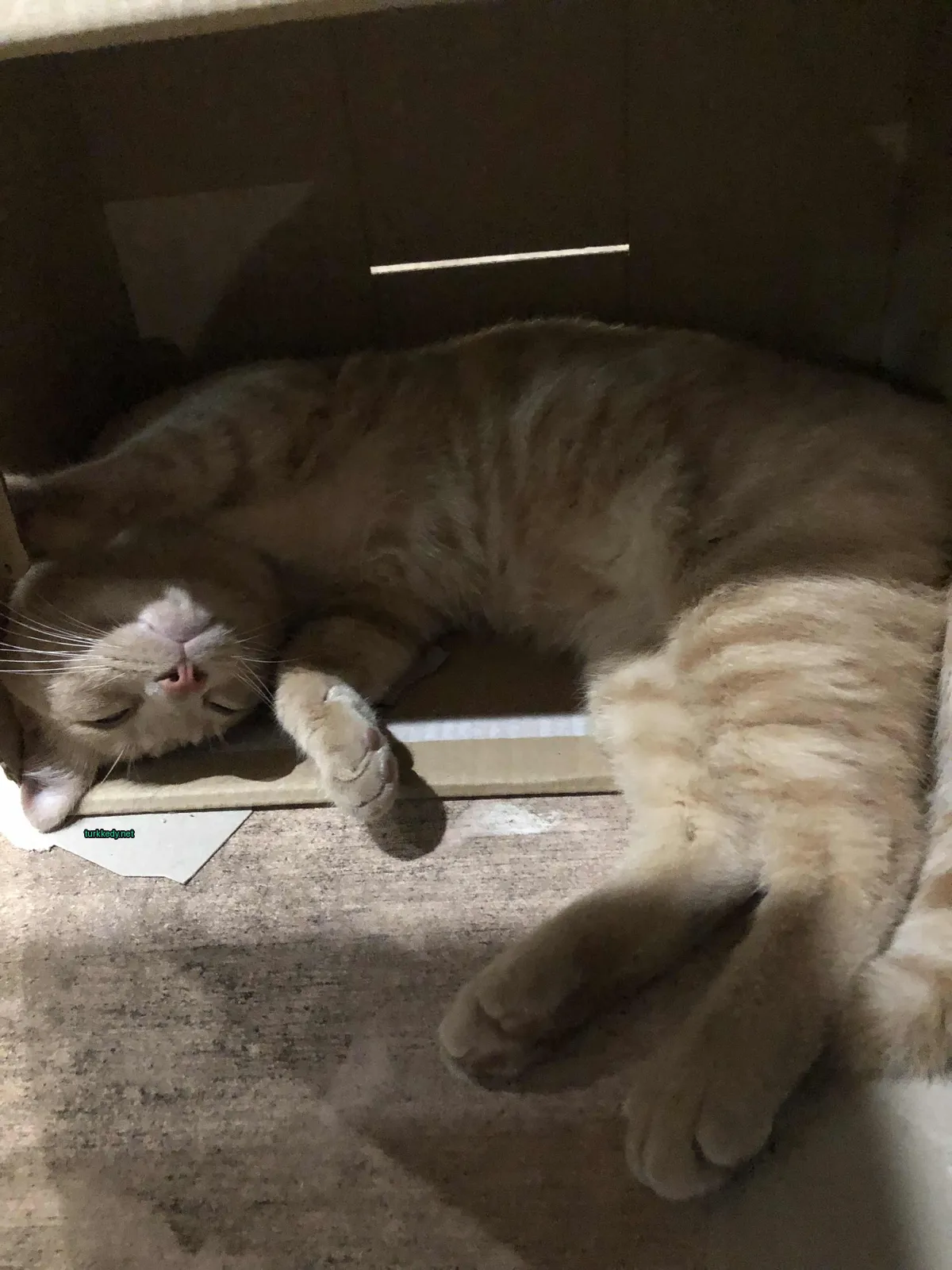 Sarı ve beyaz bir kedi bir karton kutuya uzanmış.