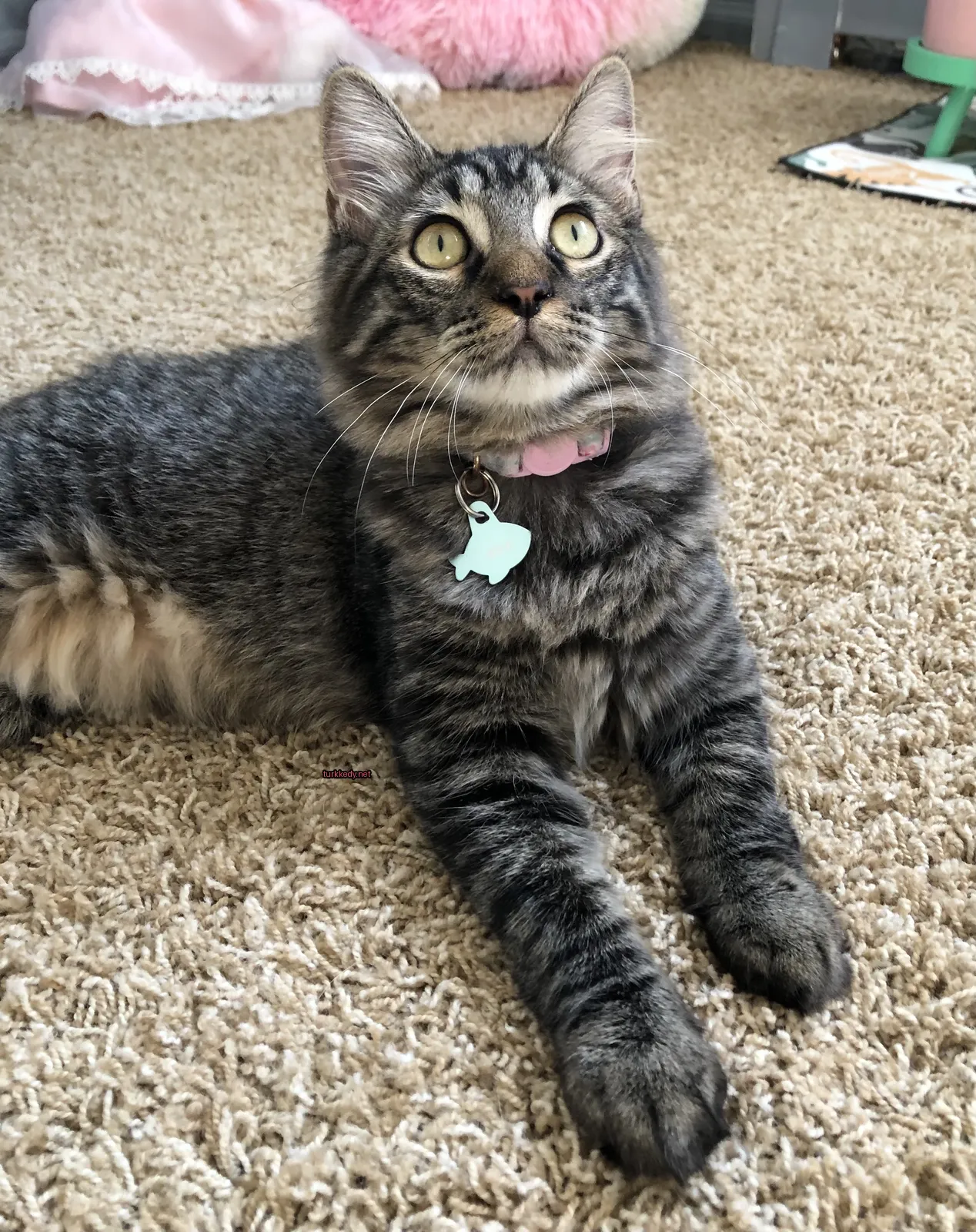Gri ve siyah bir kedi, bir halı üzerinde yatarken pink bir kemer takıyor.