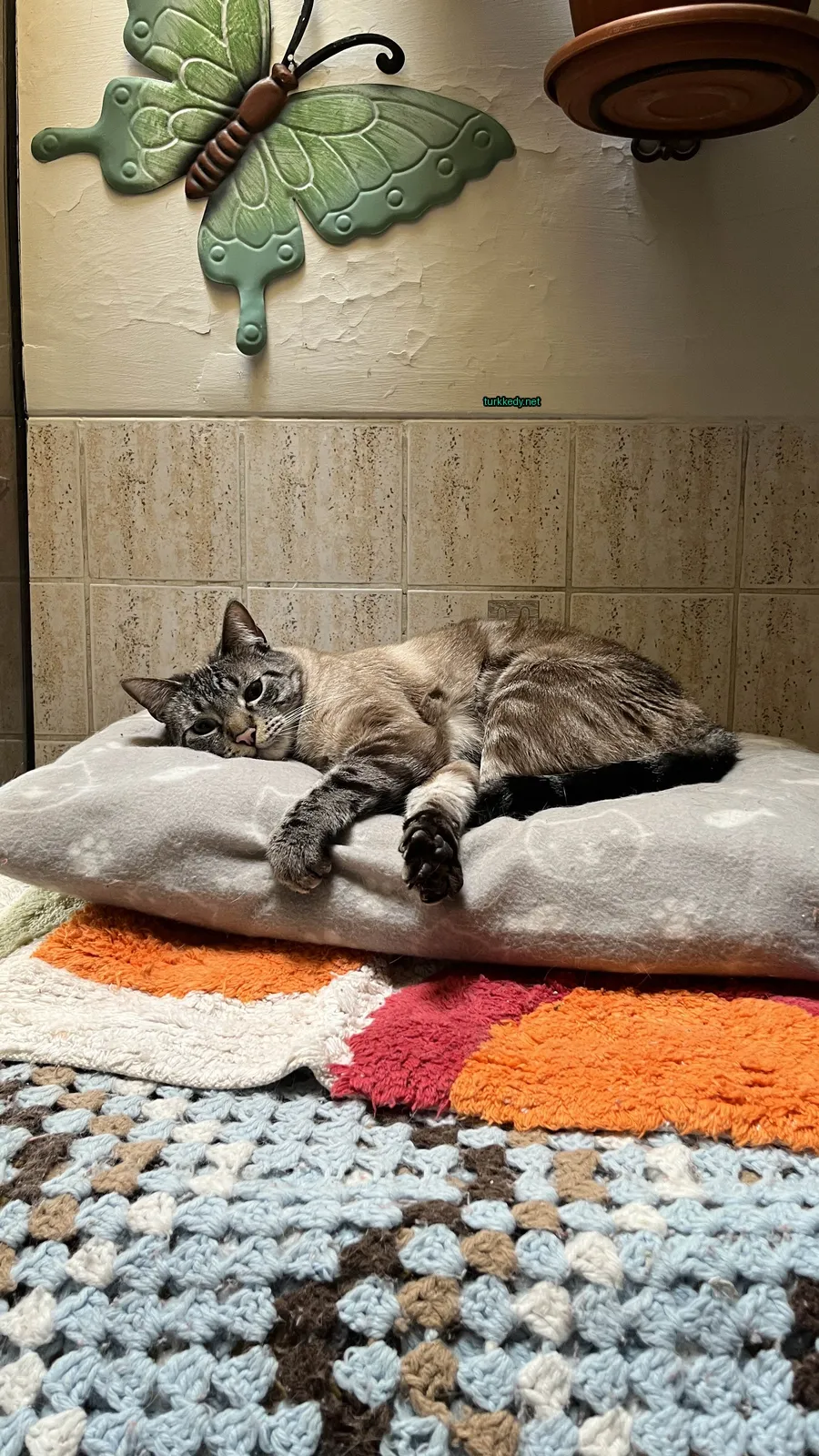 Gri ve beyaz bir kedi yastık üzerinde yatıyor.